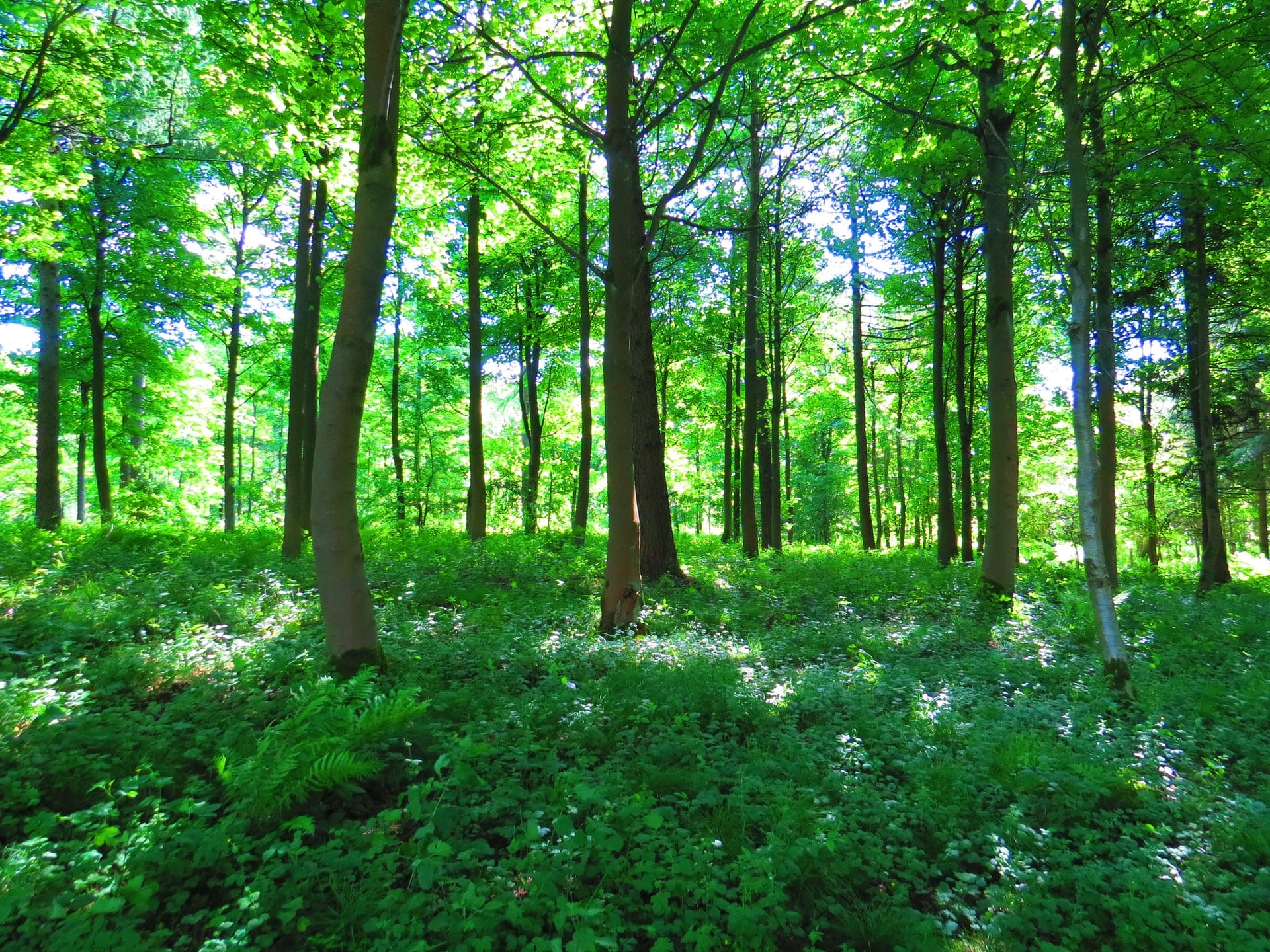 Green forest Green forest